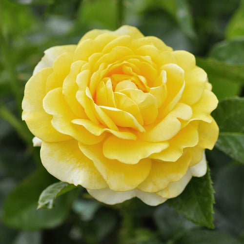 Yellow Standard Rose | 'Happy Golden Wedding' Shrubs