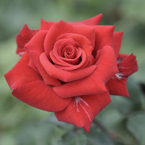 'Ruby Wedding' Hybrid Tea Rose Shrubs