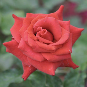 Red Standard Rose | 'Ruby Wedding Day' Shrubs