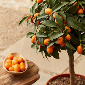 Grafted Patio Kumquat Tree Mediterranean Fruit Trees