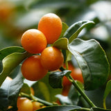 Kumquat Tree | Grafted Mini-Stem Soft Fruit