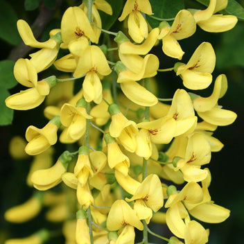 Golden Chain Tree | Laburnum watereri 'Vossii' – Roots Plants