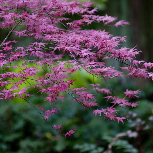 Japanese Maple Tree | Acer palmatum 'Shin-deshojo' Ornamental Trees