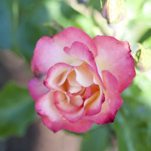 'Birthday Girl' Bush Rose Shrubs