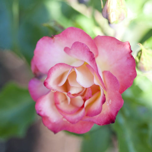 'Birthday Girl' Bush Rose Shrubs