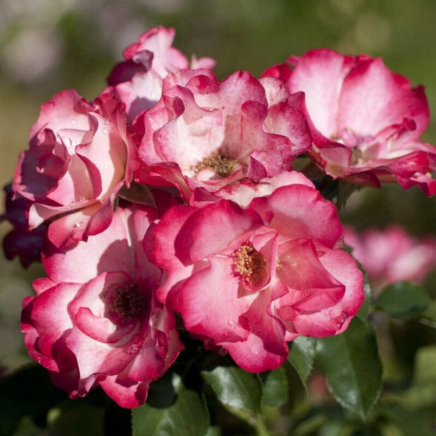 'Birthday Girl' Bush Rose Shrubs