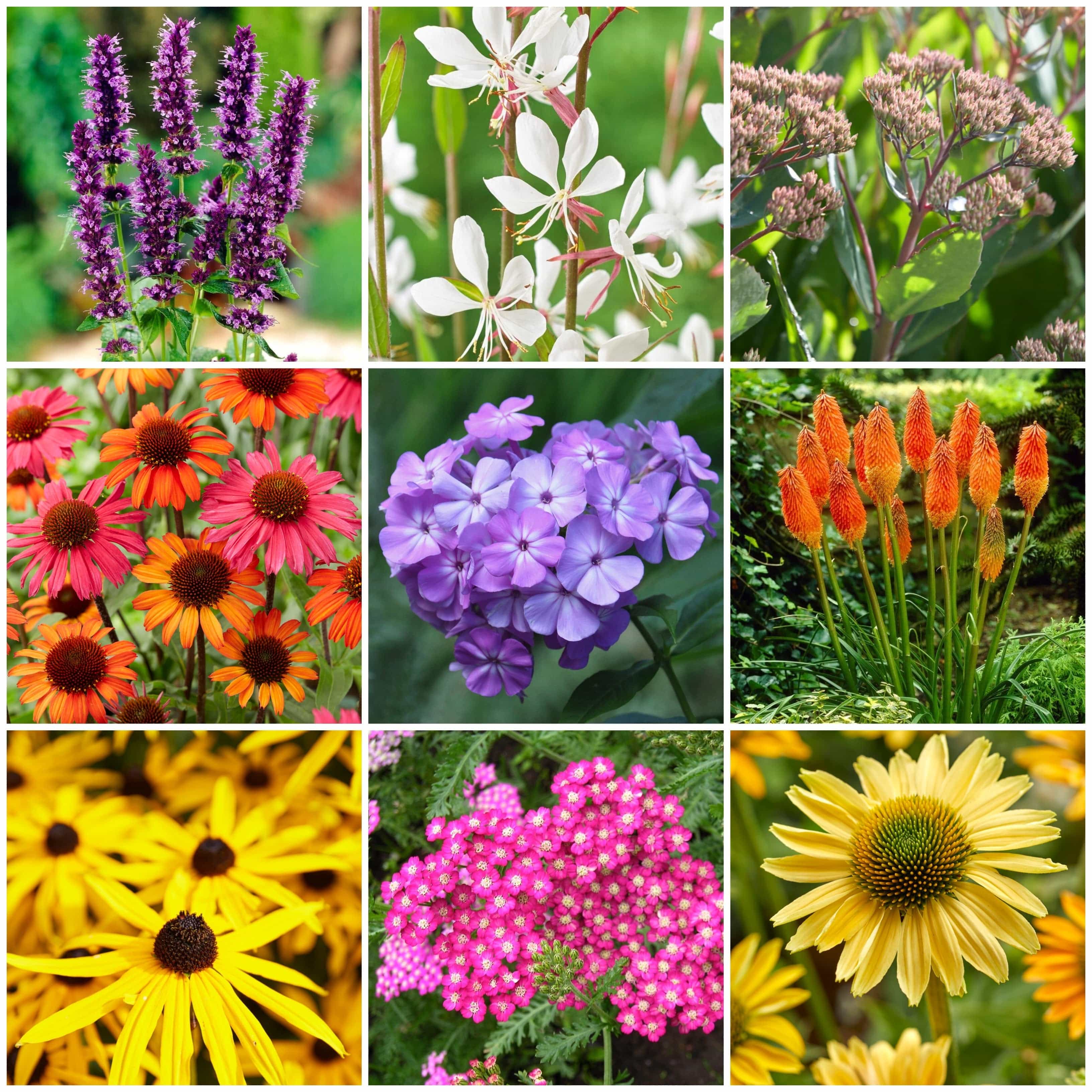 9+ Summer Blooming Perennial 9+ Summer Blooming Perennial