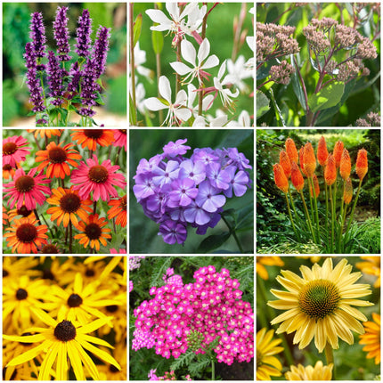 Late Flowering Perennials Collection | Interest For Late Summer
