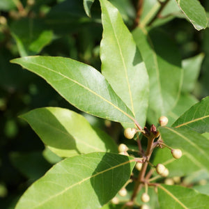 Bay Laurel Tree | Laurus Nobilis Ornamental Trees