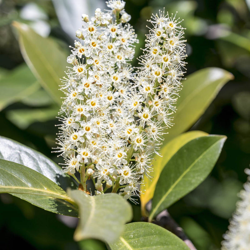 Patio Portuguese Laurel Tree | Prunus lusitanica 'Brenelia'® Ornamental Trees