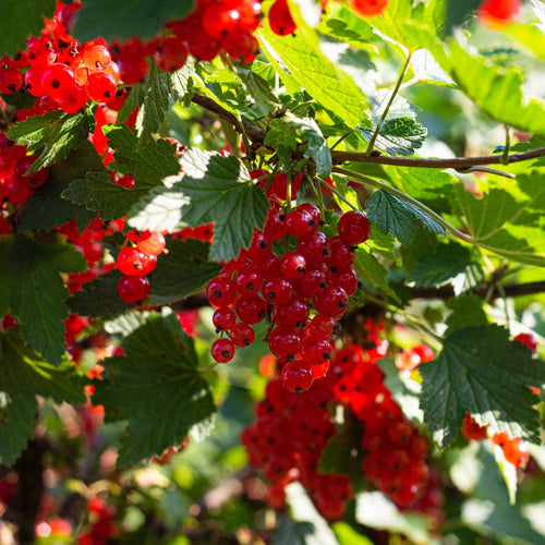 'Laxton's Number One' Redcurrant Plant Soft Fruit
