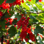'Laxton's Number One' Redcurrant Plant Soft Fruit