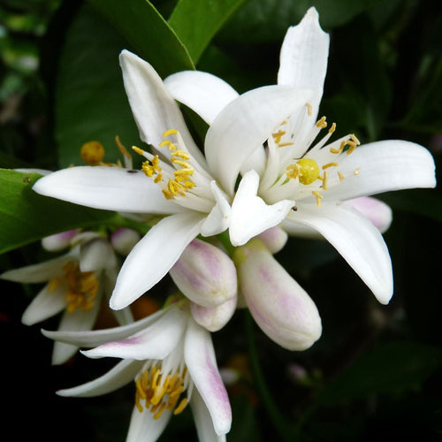 Pyramid Lemon Tree | 4 Seasons Lemon Gift Option