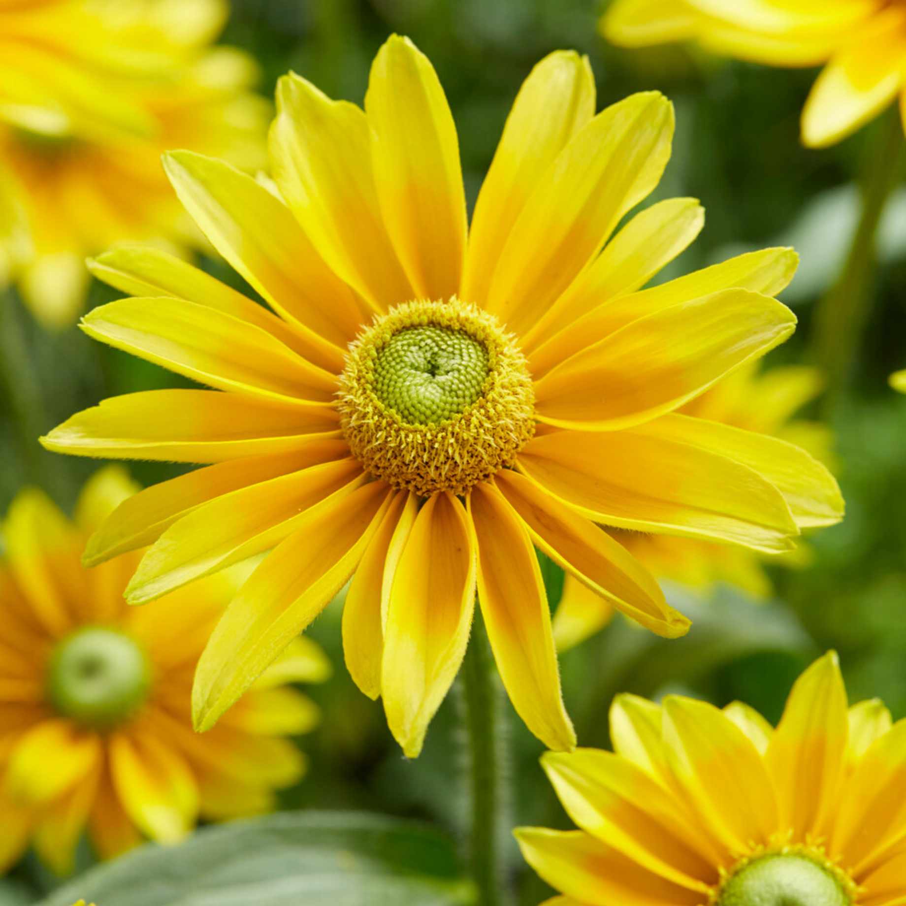 Rudbeckia 'Lemon SmileyZ'
