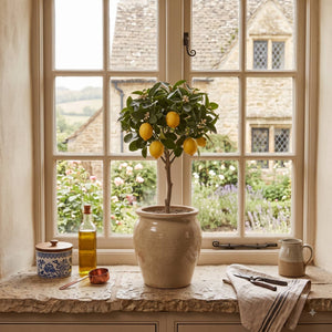 Grafted Patio Lemon Tree | 4 Seasons Lemon Mediterranean Fruit Trees