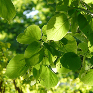 Small-Leaved Lime Tree | Tilia cordata 'Greenspire' Ornamental Trees