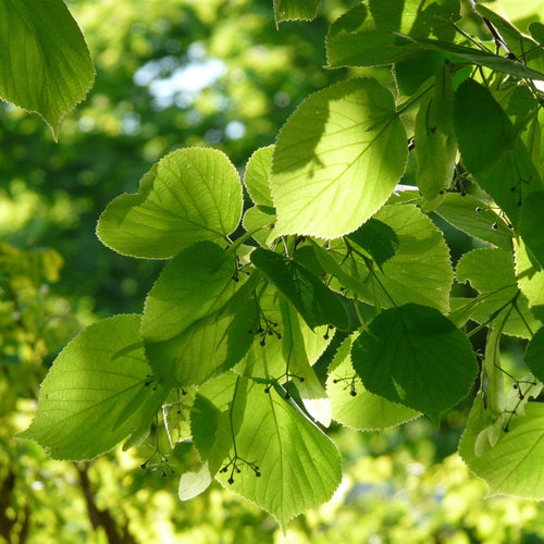 Small-Leaved Lime Tree | Tilia cordata 'Greenspire' Ornamental Trees