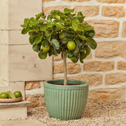 Tahiti Patio Lime Tree Mediterranean Fruit Trees