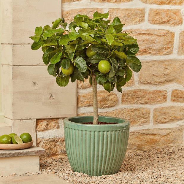 Tahiti Patio Lime Tree Mediterranean Fruit Trees