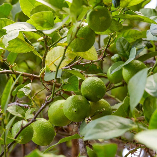 Lime Tree | Lime Of Tahiti | Grafted Mini-Stem Soft Fruit