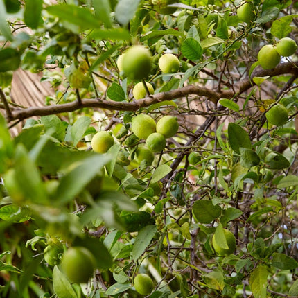 Lime Tree | Lime Of Tahiti | Grafted Mini-Stem Soft Fruit