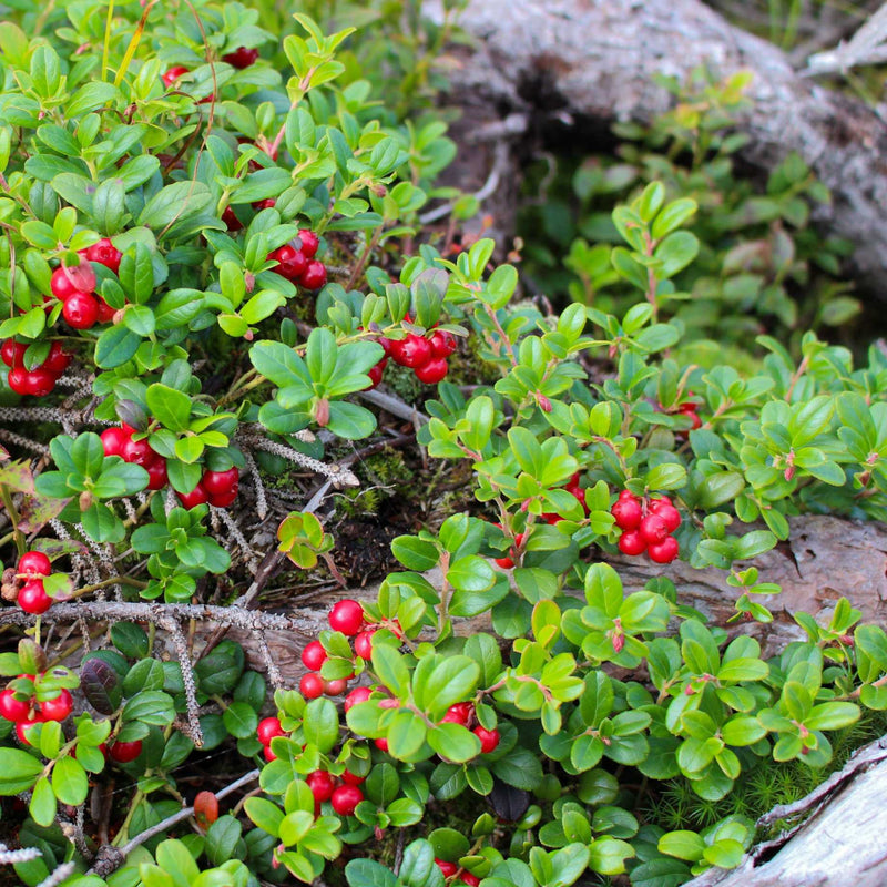 'Red Pearl' Lingonberry Plants Soft Fruit