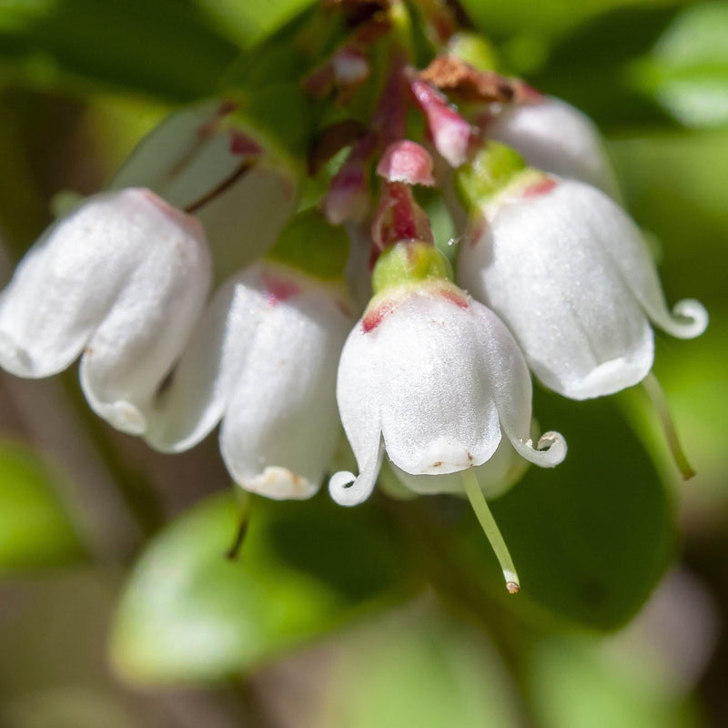 'Red Pearl' Lingonberry Plants Soft Fruit