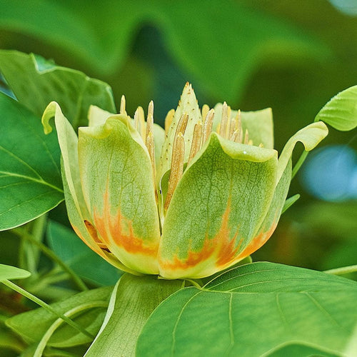Tulip Tree | Liriodendron tulipifera Ornamental Trees