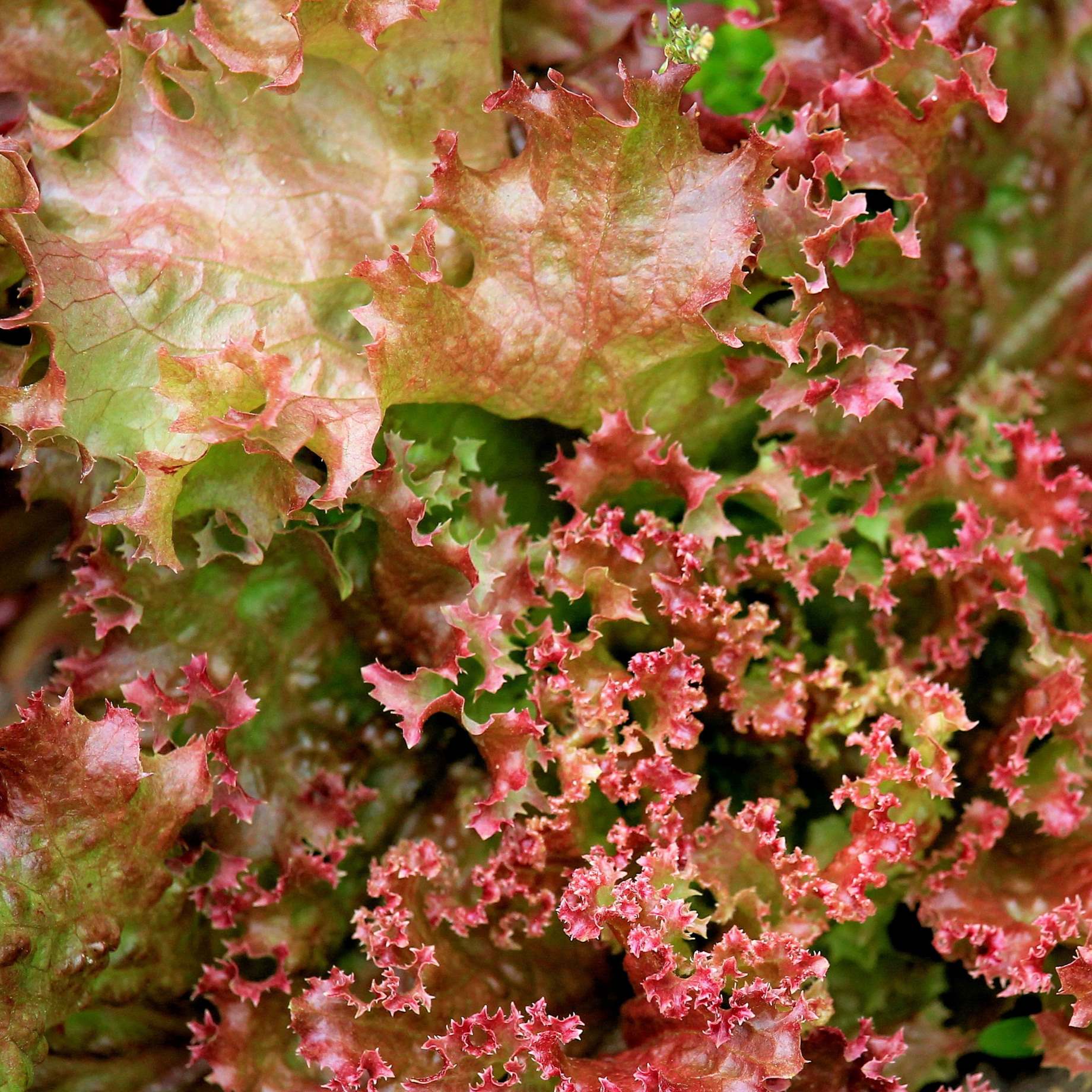 Lollo Rouge Lollo Rosso Lettuce Lollo Rosso Lettuce