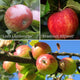 Family Apple Tree Trained Fruit Trees
