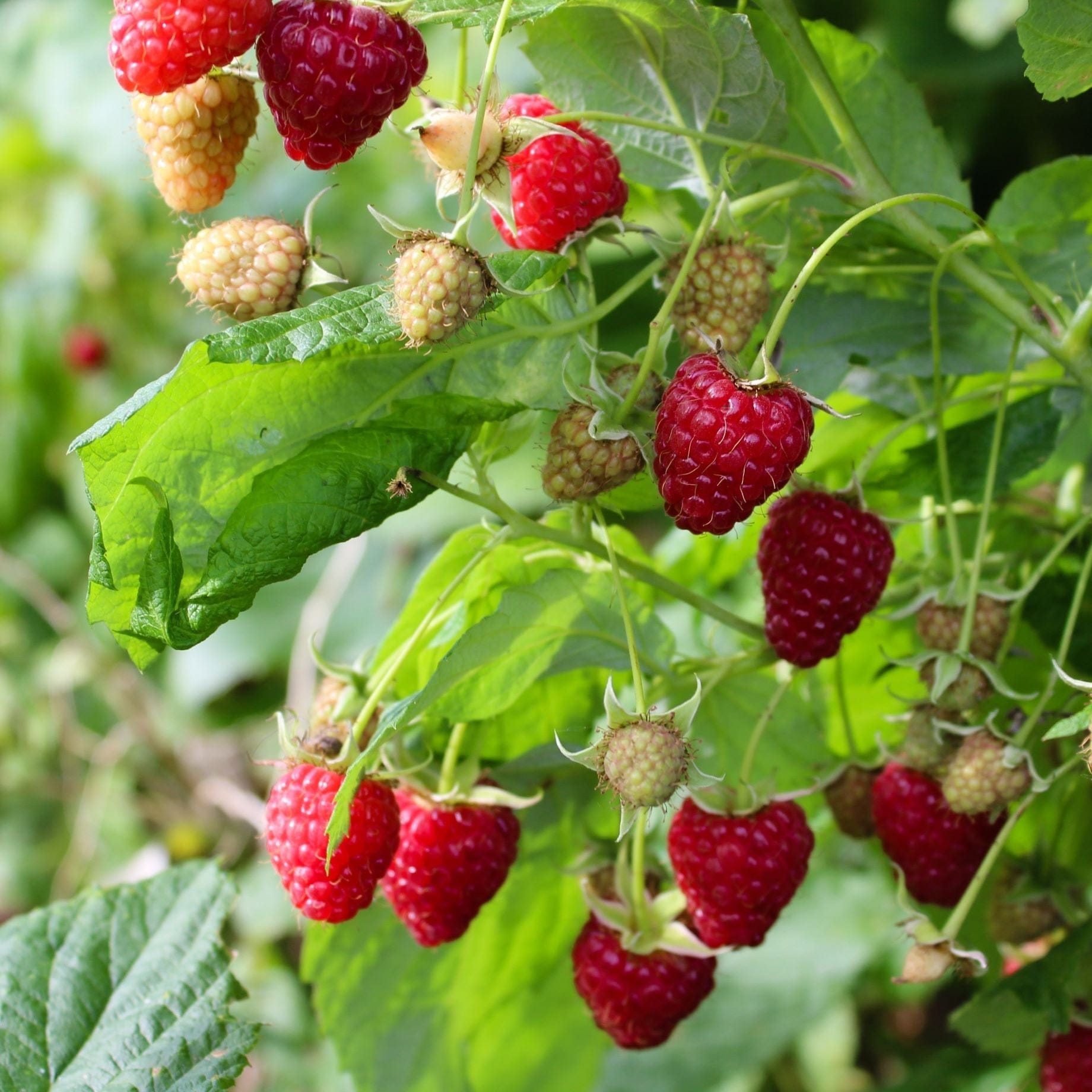 Best Raspberry Plants to Grow in the UK – Roots Plants
