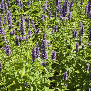 Agastache 'Black Adder' | Giant hyssop Perennial Bedding