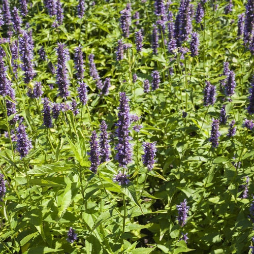 Agastache 'Black Adder' | Giant hyssop Perennial Bedding