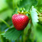 Mara Des Bois Strawberry Plants Soft Fruit
