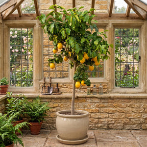 Grafted Patio Lemon Tree | 4 Seasons Lemon Mediterranean Fruit Trees
