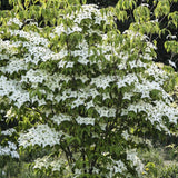 'Milky Way' Japanese Dogwood Tree | Cornus kousa Ornamental Trees