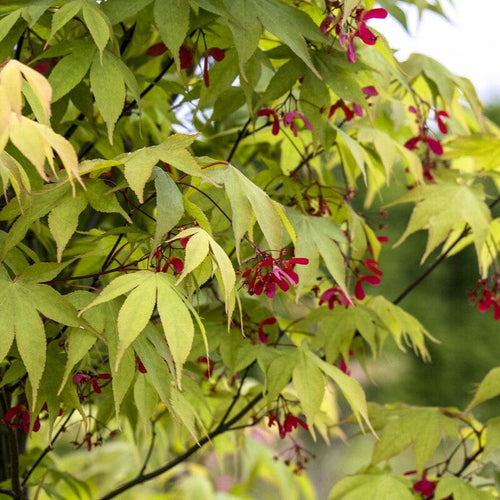 Japanese Maple Tree | Acer palmatum 'Ōsakazuki' Ornamental Trees