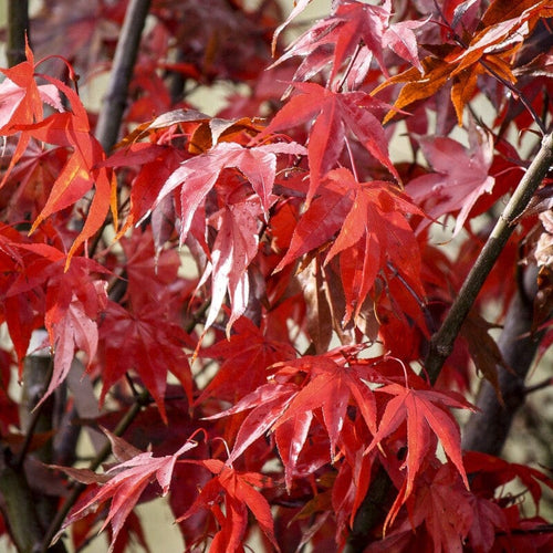 Japanese Maple Tree | Acer palmatum 'Ōsakazuki' Ornamental Trees