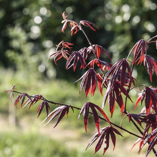 Japanese Maple Tree | Acer palmatum 'Trompenburg' Ornamental Trees