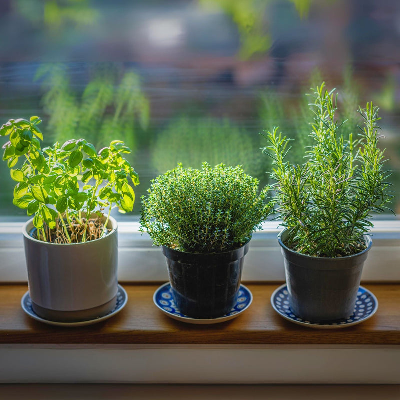 Mediterranean Herb Plants Collection Vegetables