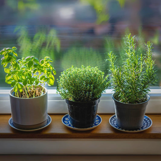 Mediterranean Herb Plants Collection Vegetables