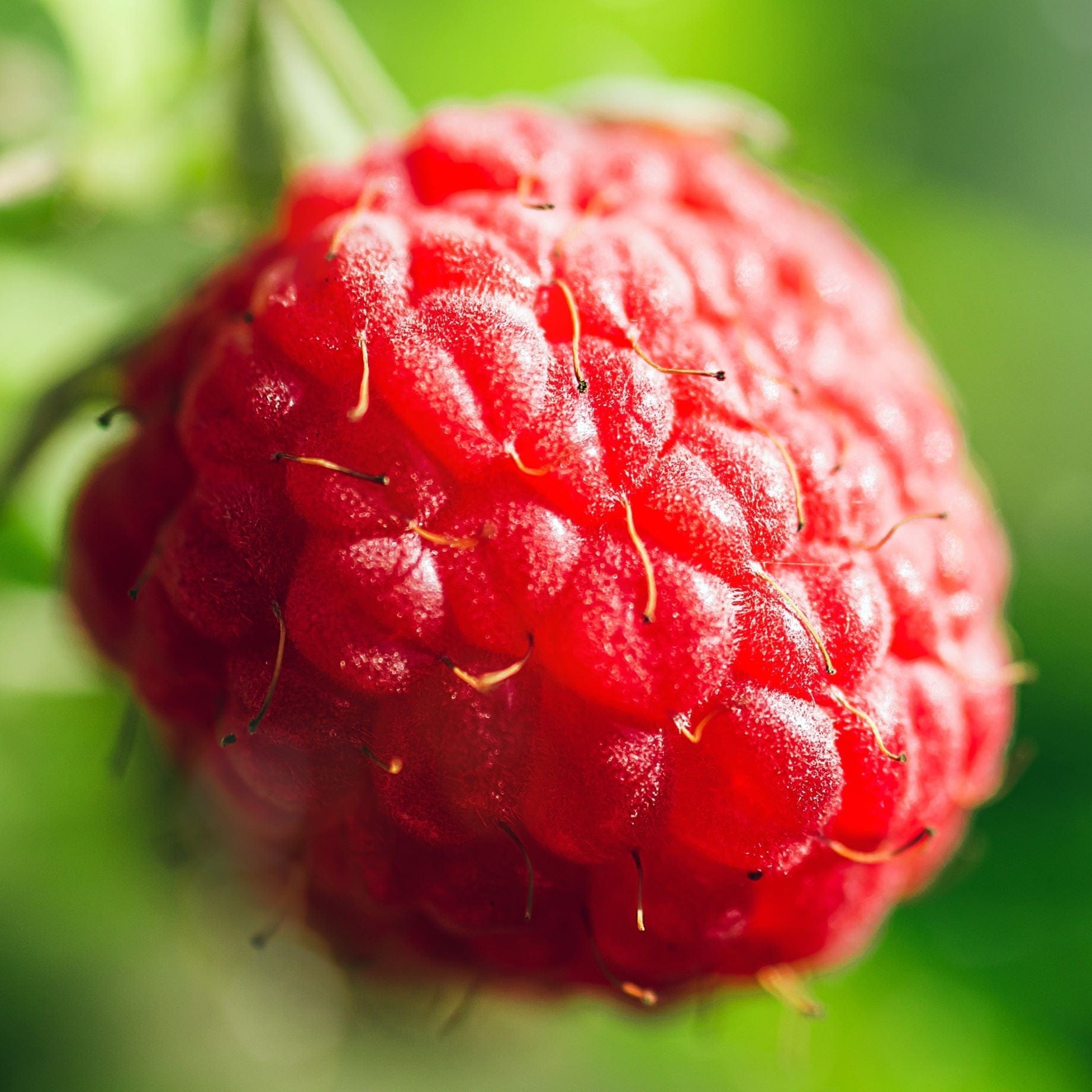 Best Raspberry Plants to Grow in the UK – Roots Plants