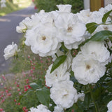 'Iceberg' Bush Rose Shrubs