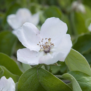 'Vranja' Quince Tree Fruit Trees