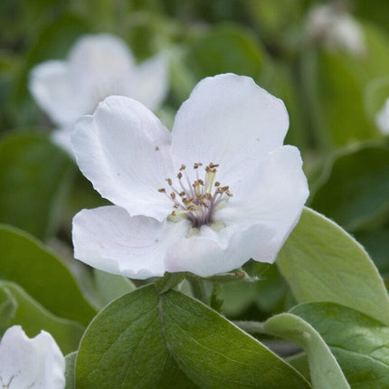 'Vranja' Quince Tree Fruit Trees