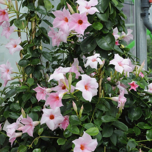 Mandevilla 'Sundaville Pink' Climbing Plants