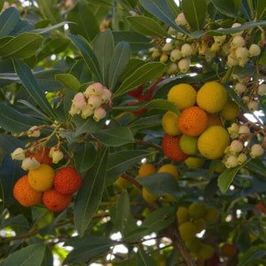 Patio Strawberry Tree | Arbutus unedo 'Compacta' Ornamental Trees