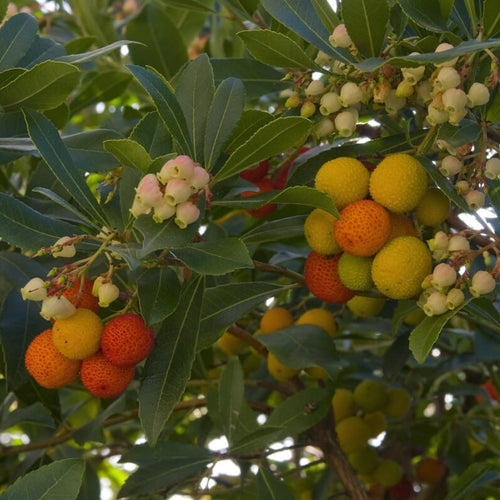 Patio Strawberry Tree | Arbutus unedo 'Compacta' Ornamental Trees