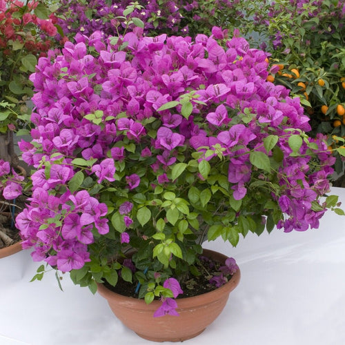 Purple Bougainvillea 'Alexandra' Climbing Plants