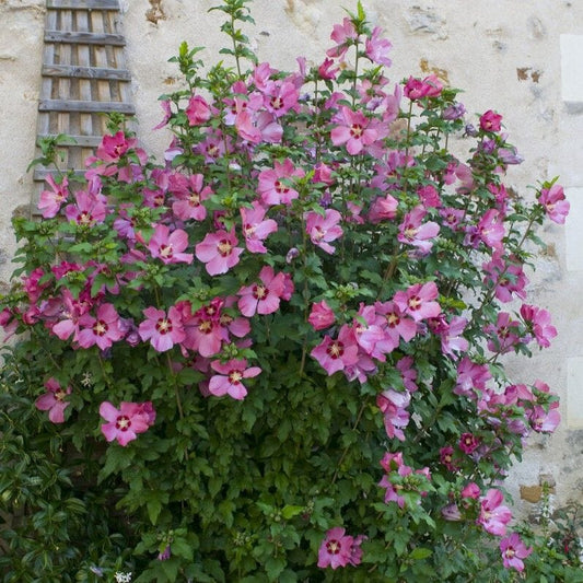 Hibiscus syriacus 'Woodbridge' Shrubs